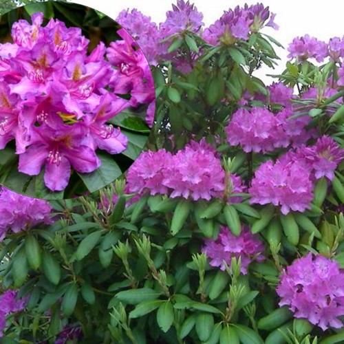 Rhododendron 'Lee's Dark Purple' - Rododendron 'Lee's Dark Purple' C5/5L